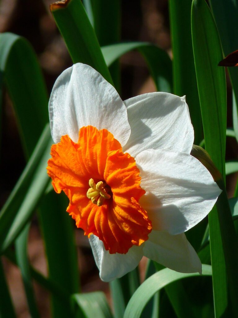 garden, flower wallpaper, flower, daffodil, narcissus, bloom, blossom, flowering plant, ornamental plant, beautiful flowers, plant, flora, nature, closeup, garden, garden, garden, flower, daffodil, daffodil, daffodil, daffodil, narcissus, narcissus, narcissus, flower background, narcissus, narcissus